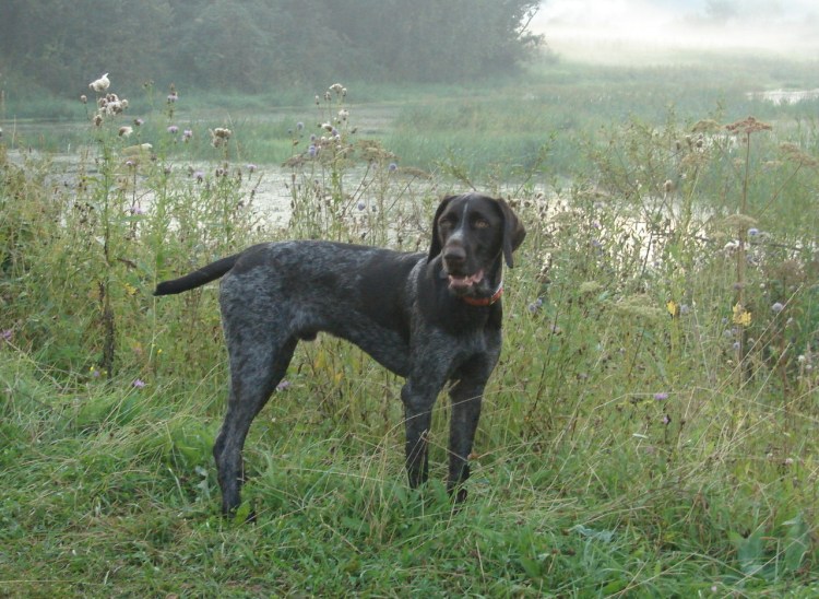 Метис курцхаара и дратхаара