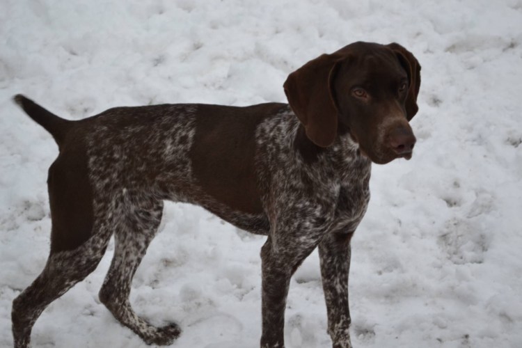 Метис курцхаара дратхаара и далматинец