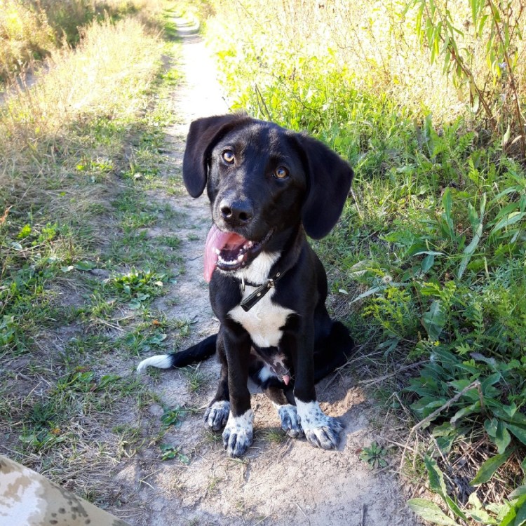 Продаю курцхаара щенки