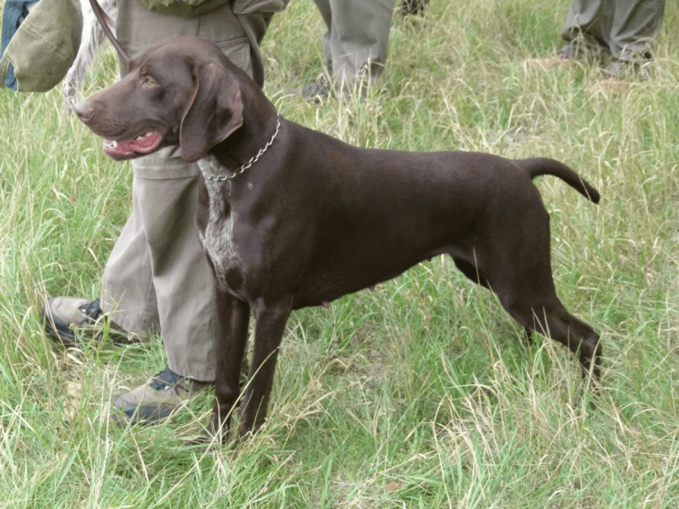 Метис курцхаара и лабрадора