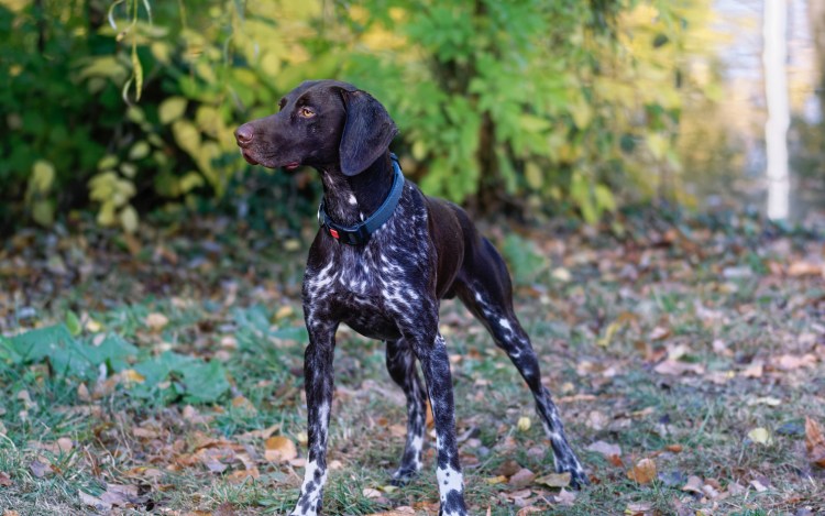 Метис курцхаара