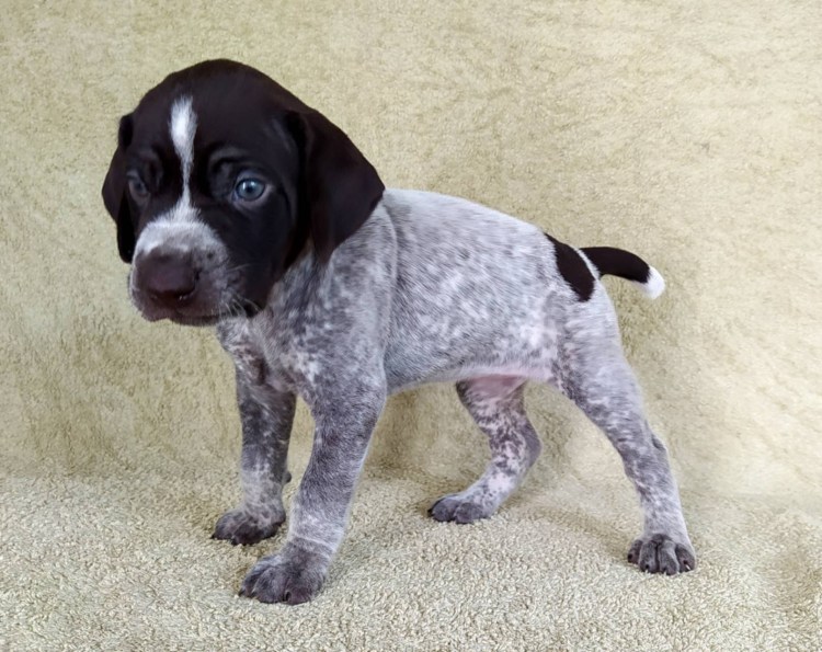 Метис курцхаара