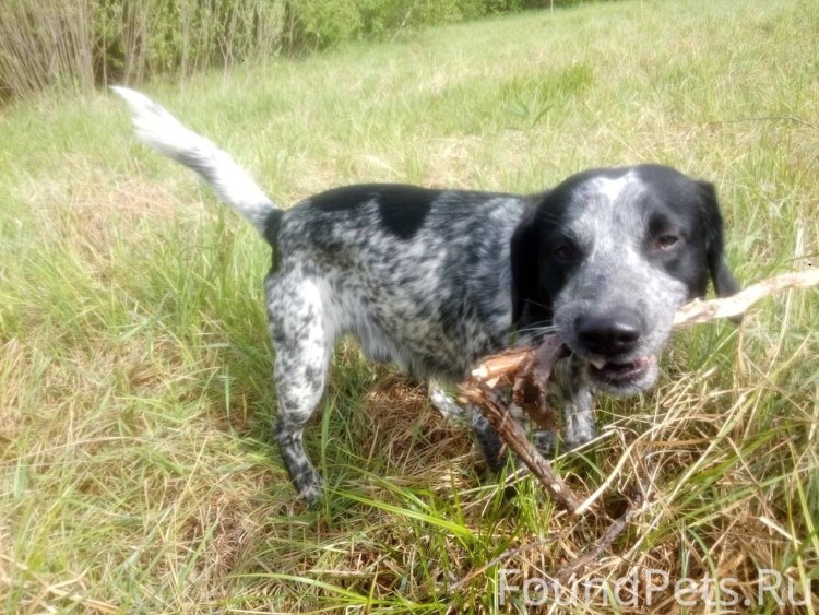Потеряшки собака Курцхаар
