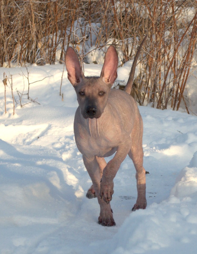 Собака со свинячим рылом