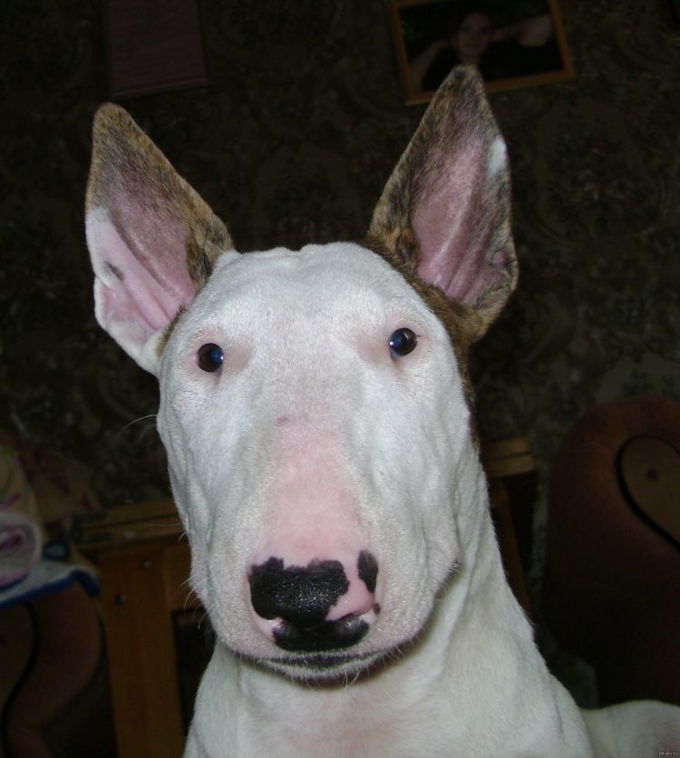 Собаки со свинящими мордами