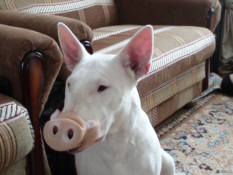 Собака похожая на поросенка