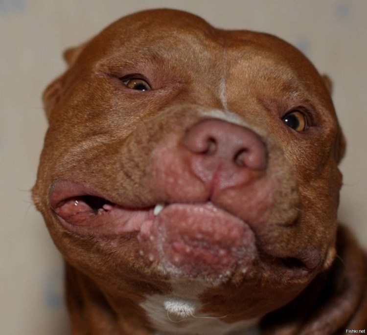 Поросячая морда у собаки
