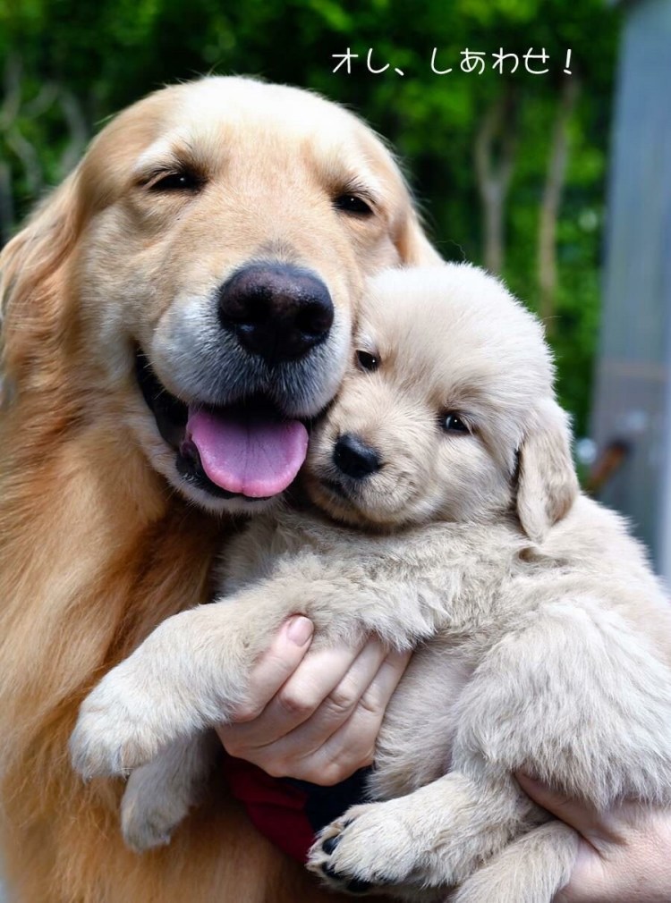 Щенки с мамой