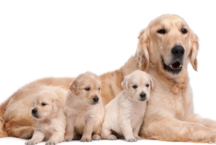 Собака и щенок на белом фоне