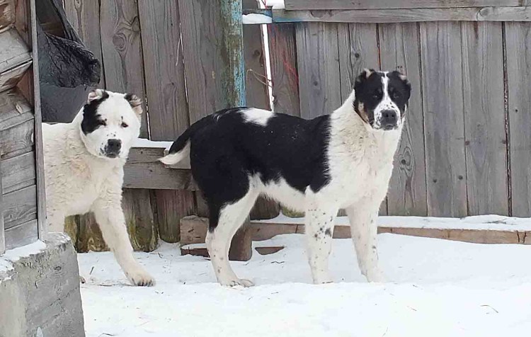 Среднеазиатская овчарка алабай черно белая