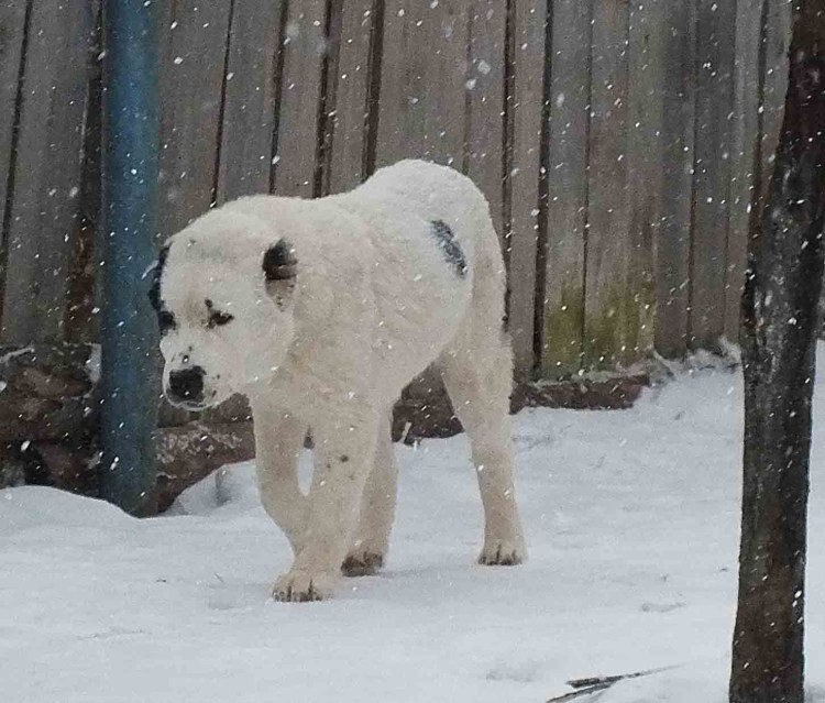 Среднеазиатская овчарка алабай черно белая