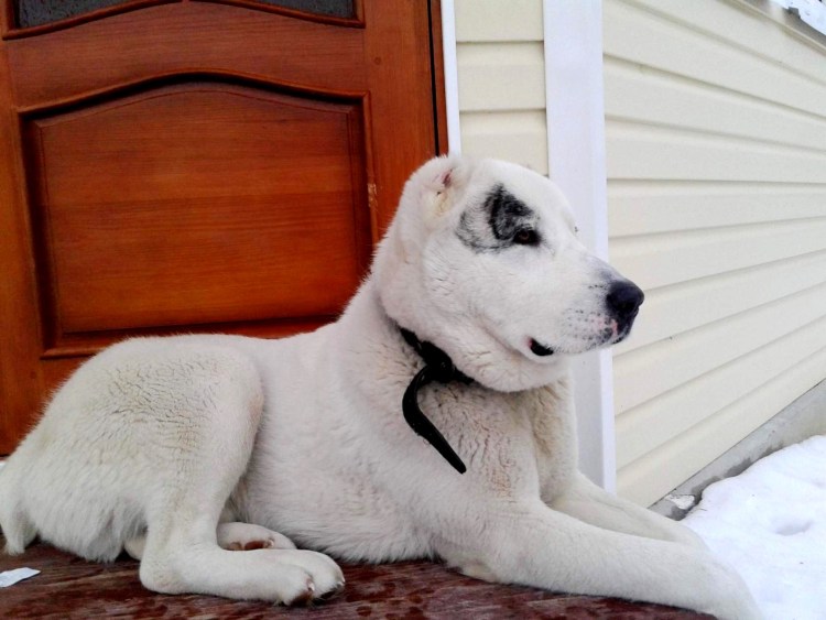 Волкодав Среднеазиатская овчарка алабай