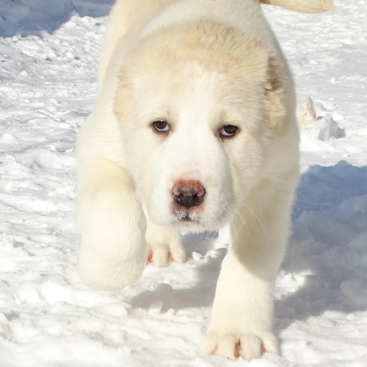 Среднеазиатская овчарка алабай черный