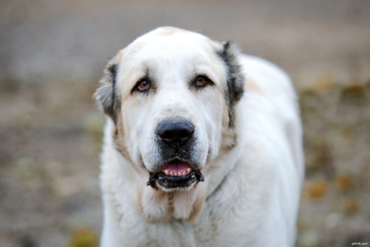 Алабай щенок черно белый