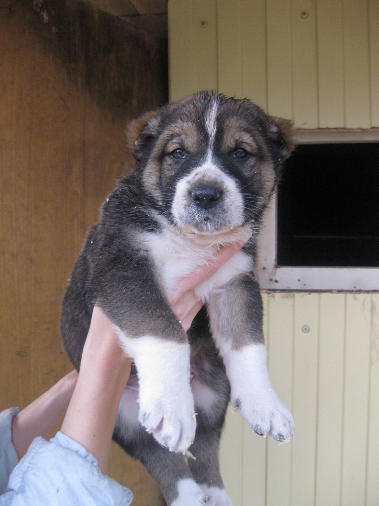 Алабай щенок