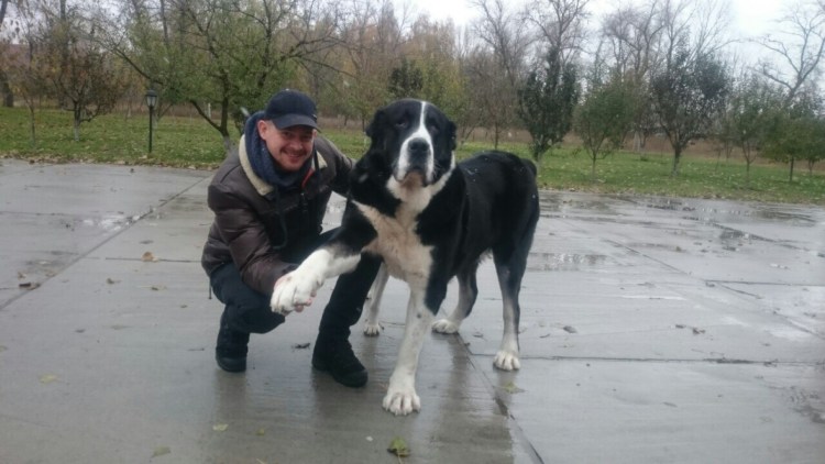 Алабай собака черно белая