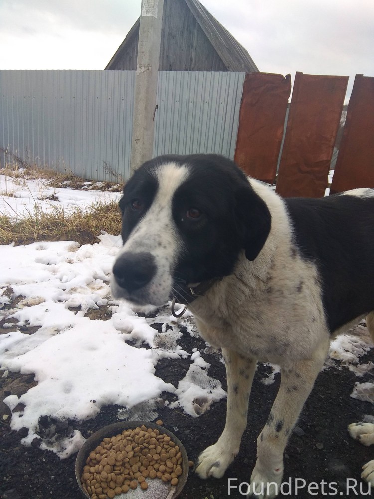 Алабай черный с белым