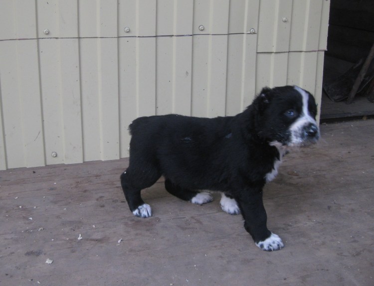 Алабай собака щенок черный