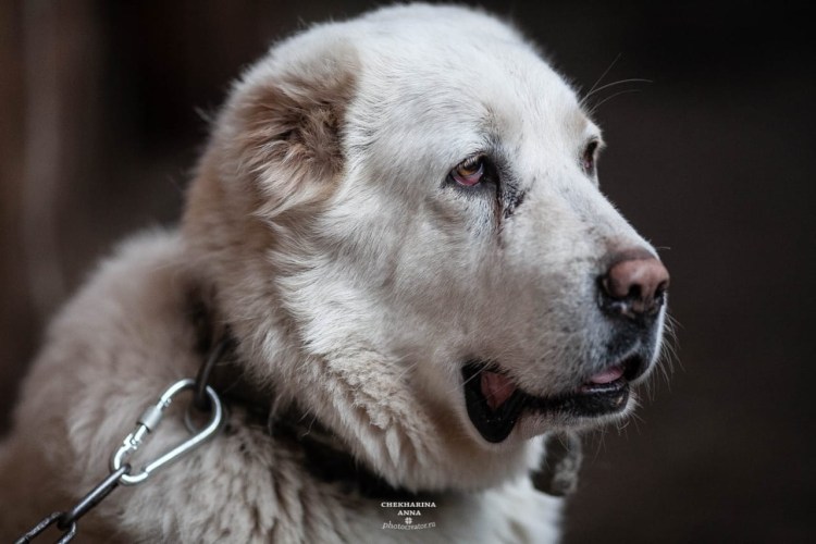 Среднеазиатская овчарка алабай черный