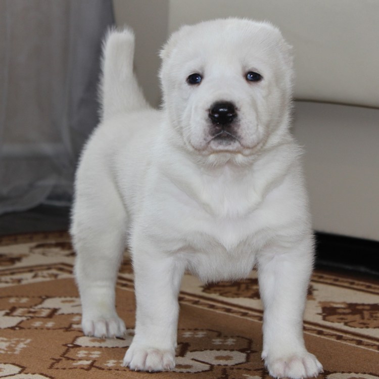 Среднеазиатская овчарка черная