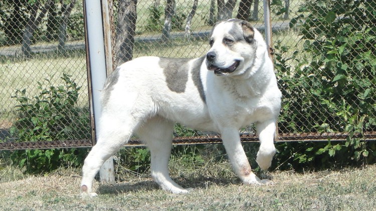 Среднеазиатская овчарка черная