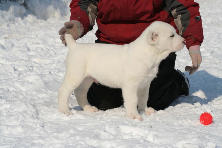 Гампр и алабай