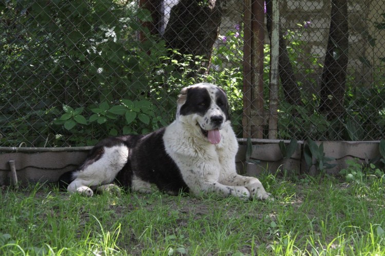 Среднеазиатская овчарка черная