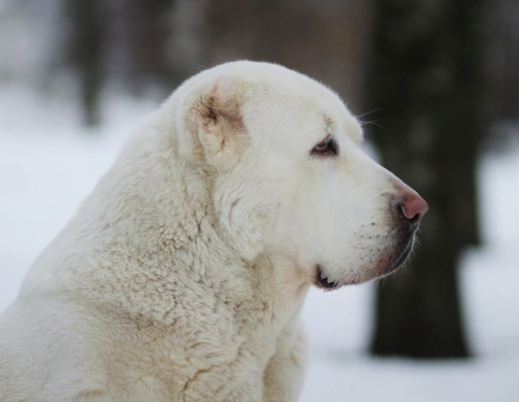Морда алабая вектор