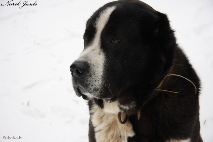 Алабай белый щенок