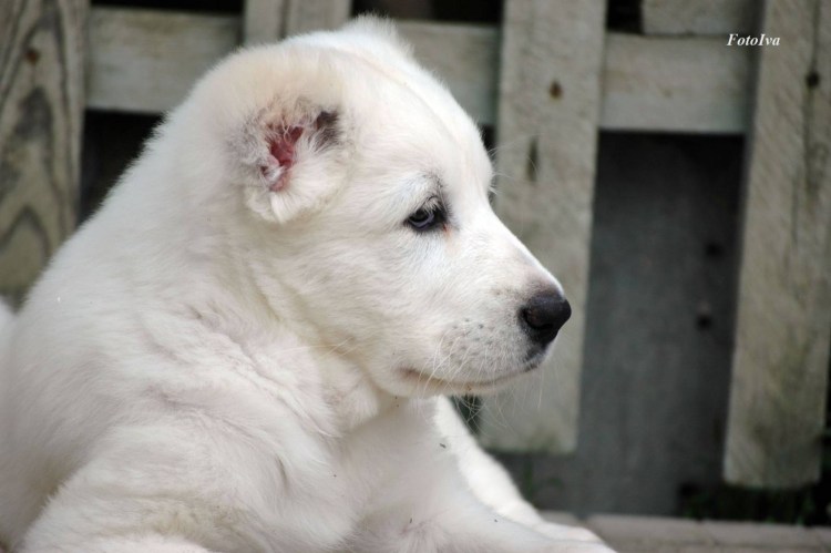 Туркменский алабай 2 месяца