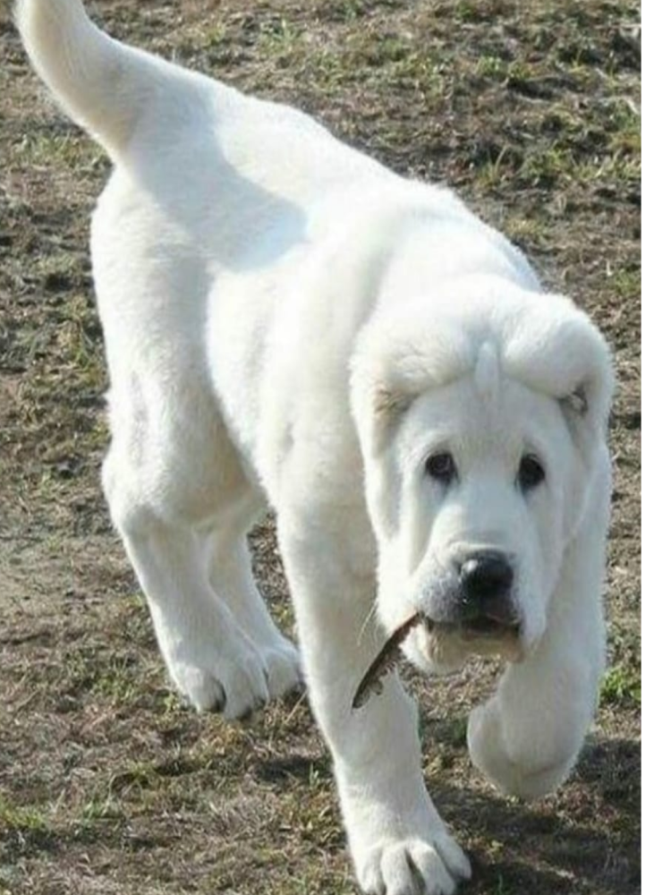 Алабай щенок