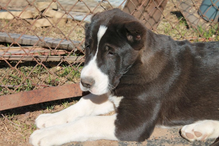 Среднеазиатская овчарка алабай злая