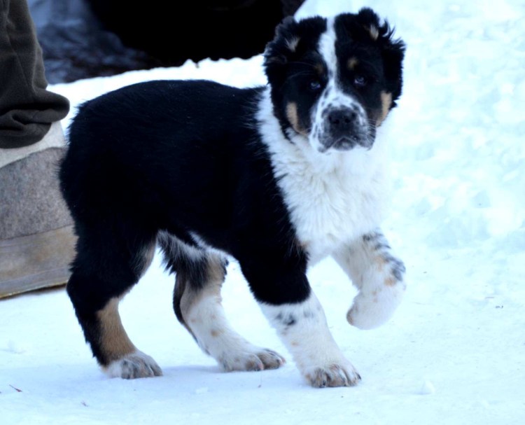 Азиатская овчарка черная