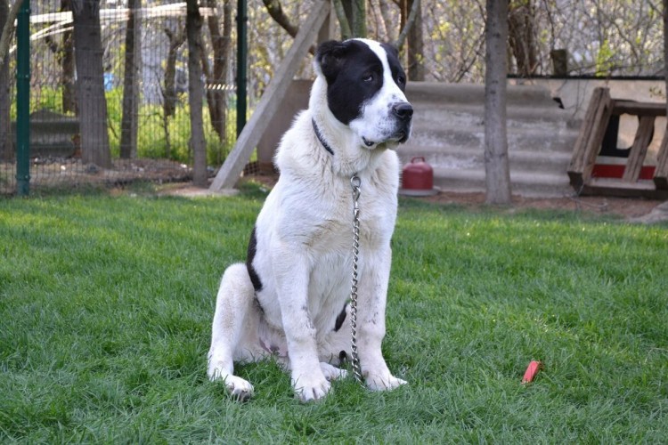 Среднеазиатская овчарка алабай черно белая