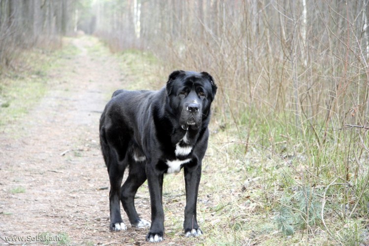 Алабай собака щенок чёрно белый