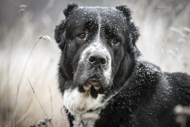 Чёрный волкодавы алабай