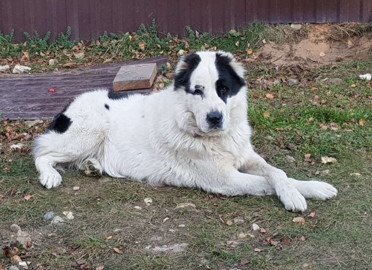 Азиат белый с черными пятнами