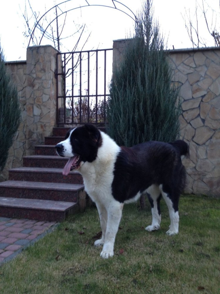 Среднеазиатская овчарка волкодав