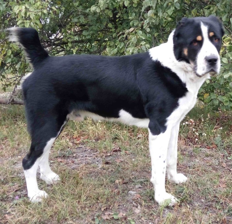 Среднеазиатская овчарка черная с белым