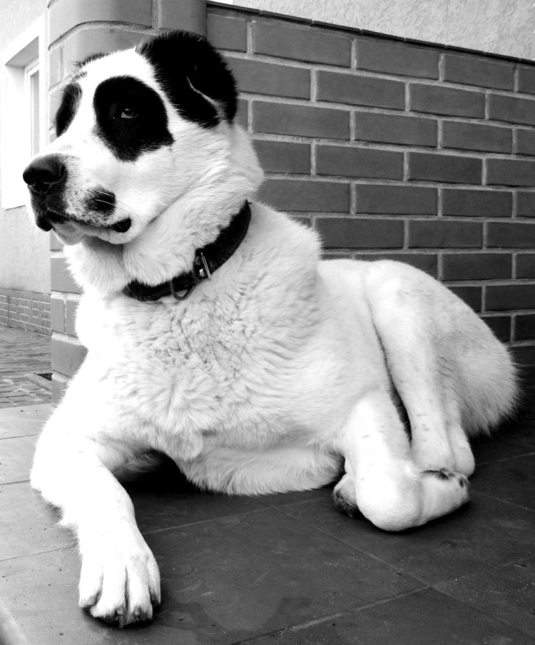 Среднеазиатская овчарка алабай черно белая