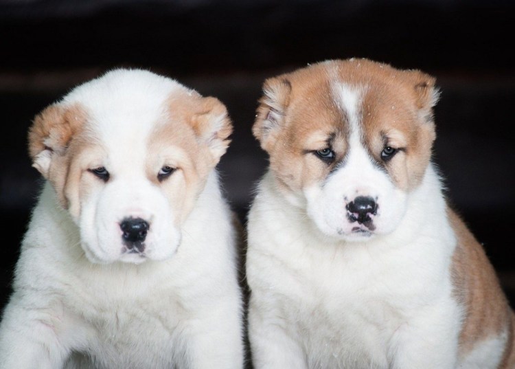 Сибирский алабай