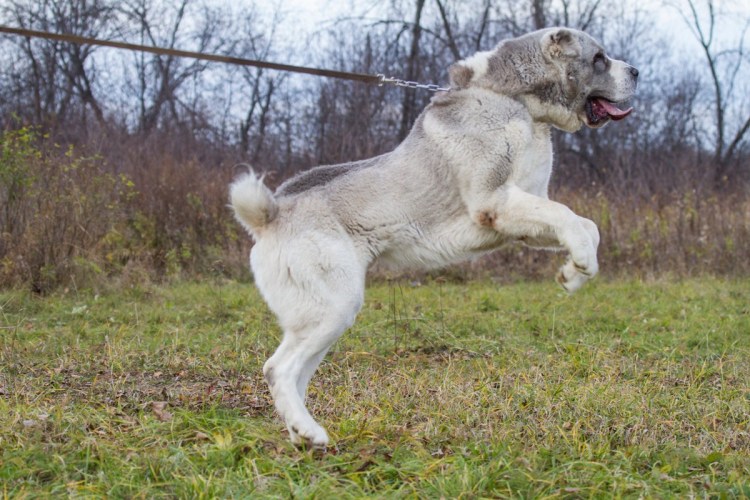 Алабай туркменский волкодав