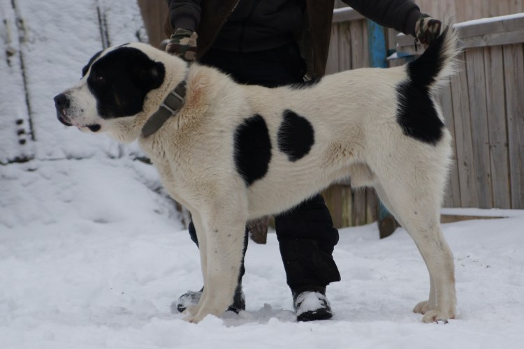 Азиатская овчарка алабай черный