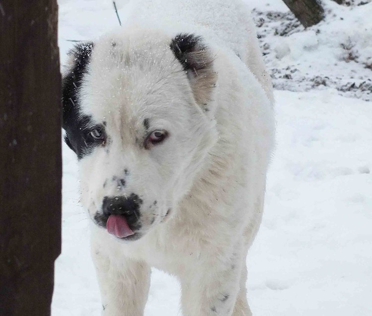 Среднеазиатская овчарка алабай