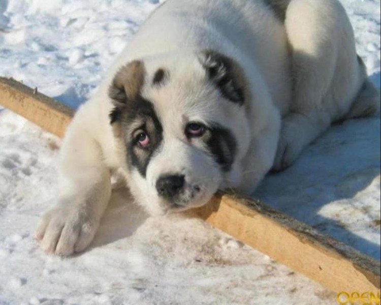 Среднеазиатская овчарка бульдозер