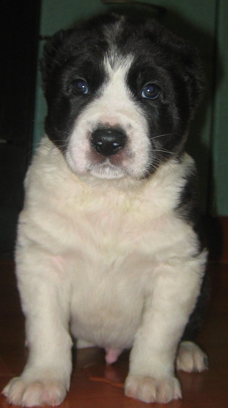 Алабай пятнистый