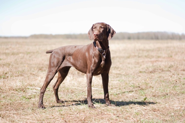 Курцхаар гладкошерстный