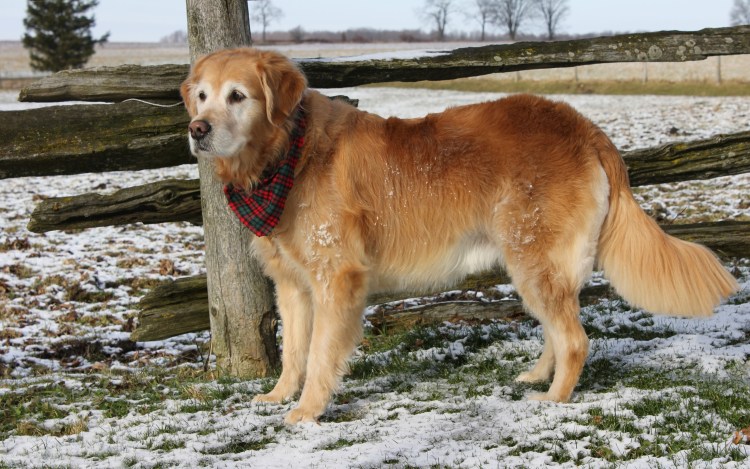 Аусси австралийская овчарка зимой