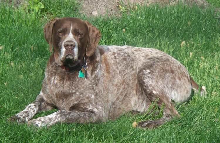 Жесткошерстная легавая дратхаар