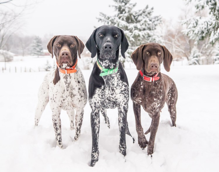 Охотник с собакой